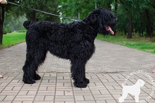 Black Russian Terrier leather-collar with corrosion resistant fittings for better comfort