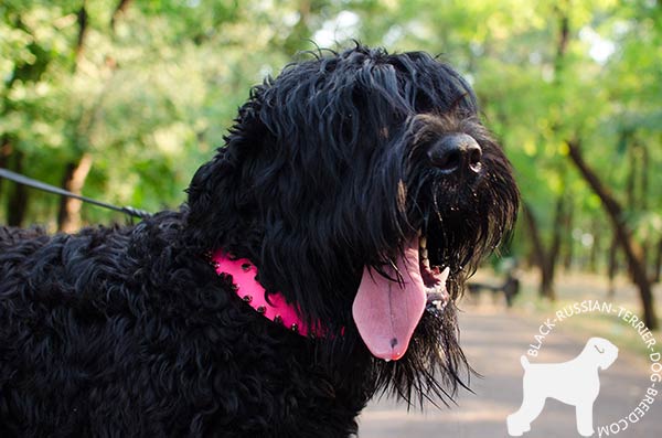 Black Russian Terrier pink leather collar with rustless spikes for daily activity