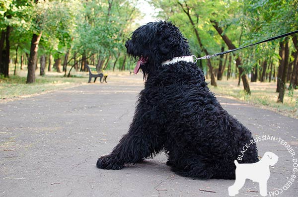 Black Russian Terrier white leather collar with reliable nickel plated hardware for professional use