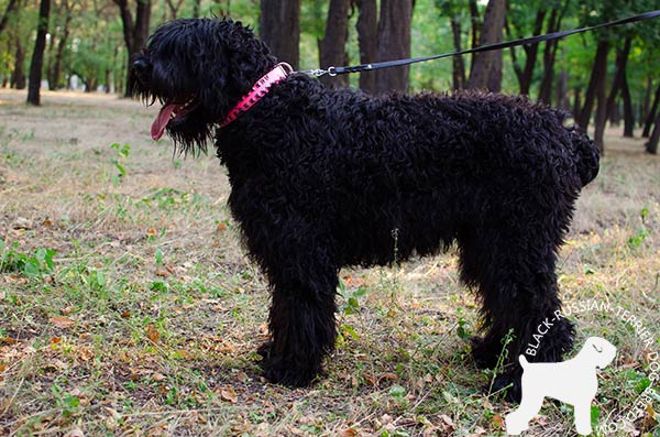 Black Russian Terrier pink leather collar of classic design with handset studs for walking