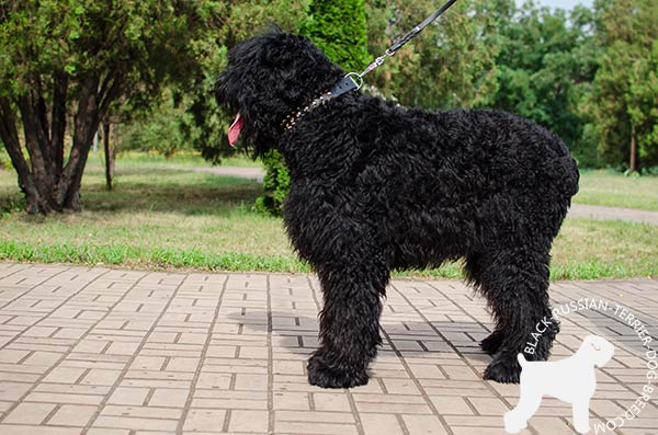 Black Russian Terrier black leather collar with duly riveted hardware for professional use