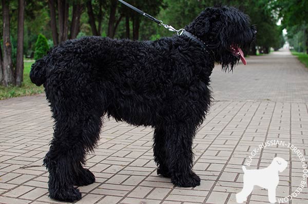 Black Russian Terrier black leather collar of lightweight material with spikes for perfect control