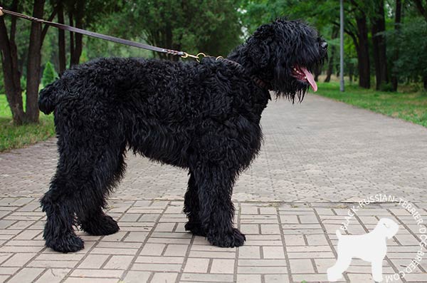 Black Russian Terrier leather collar with braids with quick release buckle for daily activity