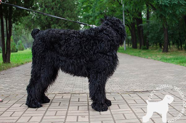 Black Russian Terrier leather-collar of lightweight material decorated with studs for stylish walks