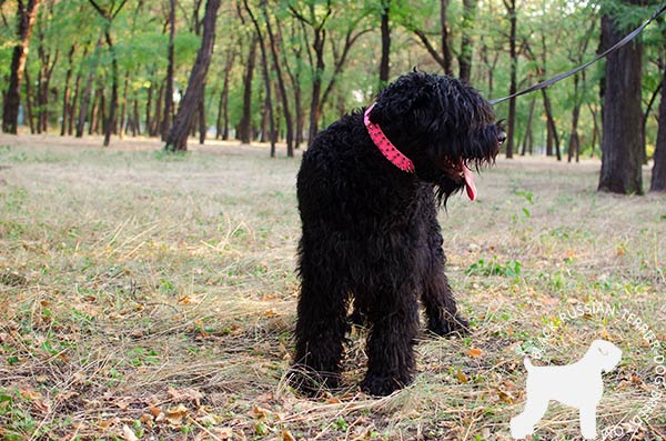 Black Russian Terrier pink leather collar with corrosion resistant hardware for stylish walks