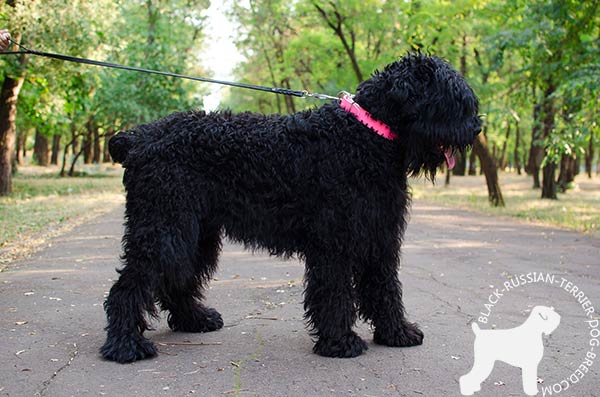 Black Russian Terrier pink leather collar for snug fit with d-ring for leash attachment for quality control