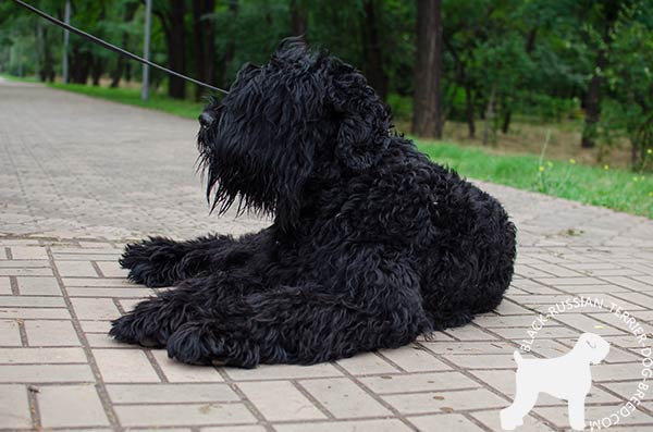 Black Russian Terrier black leather collar of genuine materials with spikes set in row for quality control