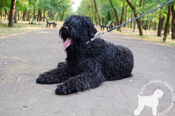 Black Russian Terrier white leather collar with rust-free spikes for perfect control