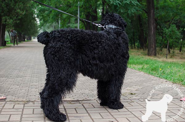 Black Russian Terrier black leather collar with duly riveted hardware for daily walks