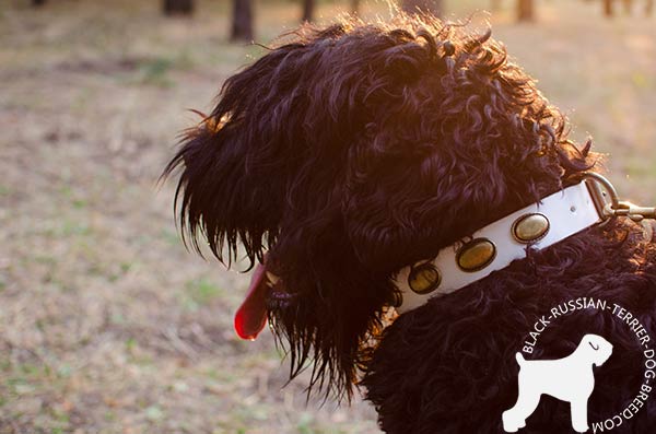 Black-Russian-Terrier leather-collar with rustless fittings for better comfort