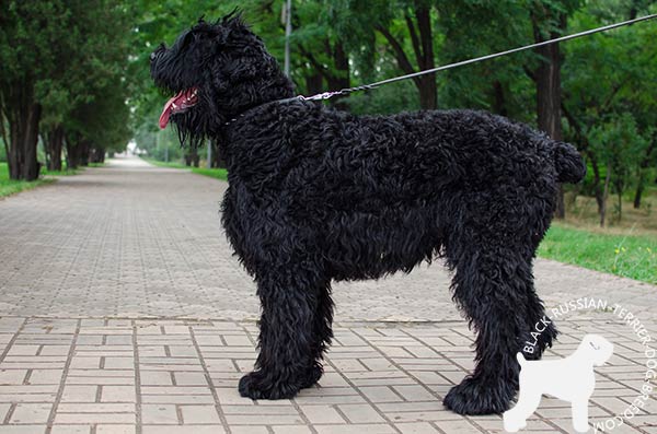 Black Russian Terrier leather-collar with rust-resistant spikes for basic training