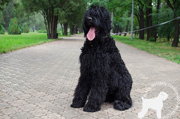 Black Russian Terrier leather collar with rustless studs for basic training