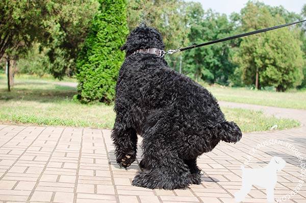 Black Russian Terrier brown leather collar with durable studs for quality control