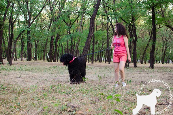 Black-Russian-Terrier leather-collar of genuine materials with traditional buckle for improved control
