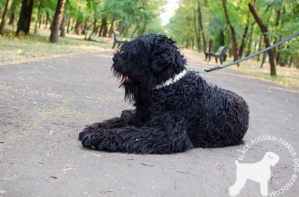 Black Russian Terrier white leather collar with non-corrosive hardware for any activity