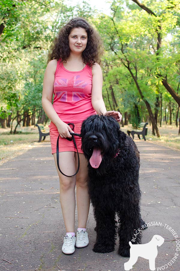 Black Russian Terrier pink leather collar of high quality with spikes for daily walks