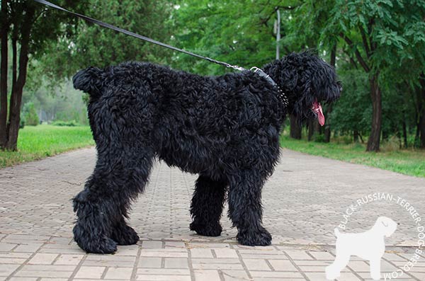 Black Russian Terrier black leather collar with rust-resistant spikes for daily activity