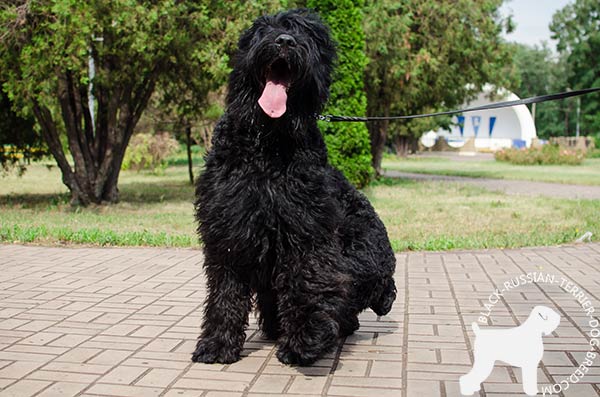 Black Russian Terrier black leather collar of genuine materials adorned with spikes and studs  for daily walks