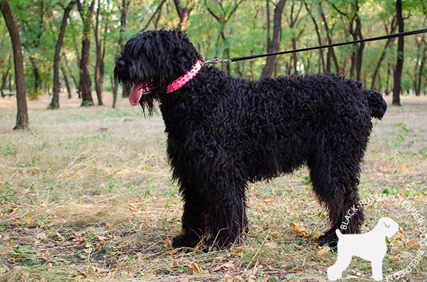 Black Russian Terrier pink leather collar of high quality with spikes for stylish walks