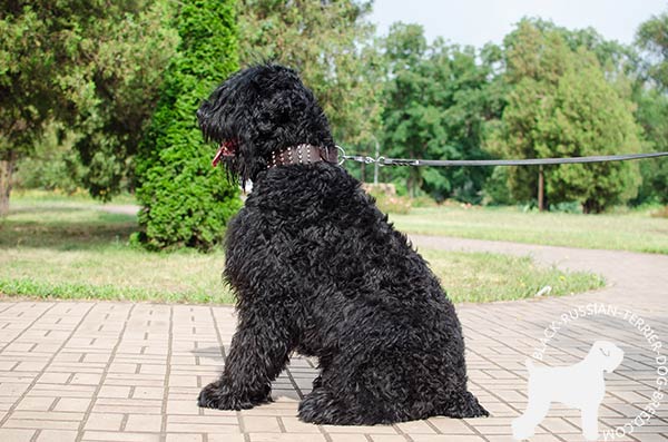 Black Russian Terrier brown leather collar extra wide with studs for basic training