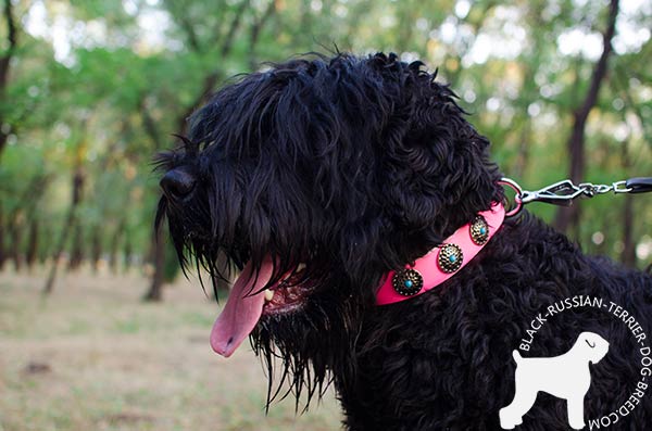 Black Russian Terrier leather collar with durable fittings for better comfort