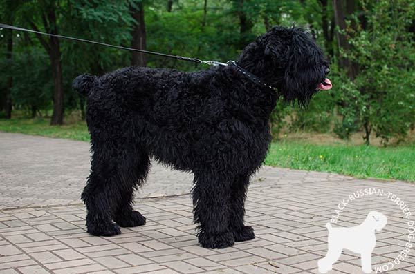 Black Russian Terrier black leather collar with rust-free spikes for any activity