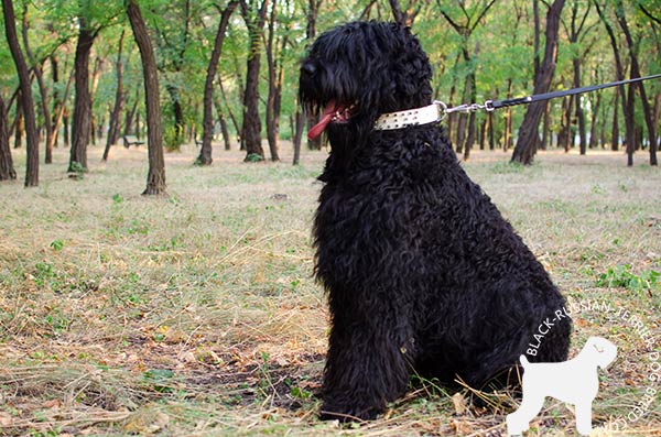 Black Russian Terrier leather collar with rust-resistant nickel plated fittings for daily activity