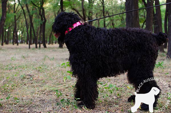 Black-Russian-Terrier leather-collar of lightweight material with d-ring for leash attachment for quality control