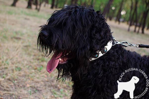 Black Russian Terrier white leather collar with rust-resistant hardware for walking in style