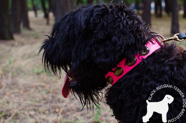 Black-Russian-Terrier leather-collar with non-corrosive plates for walking