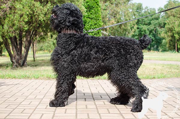 Black Russian Terrier brown leather collar of lightweight material with studs for walking
