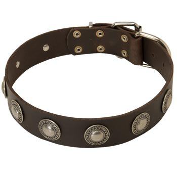 Training Leather   Black Russian Terrier Collar for Stylish Dogs