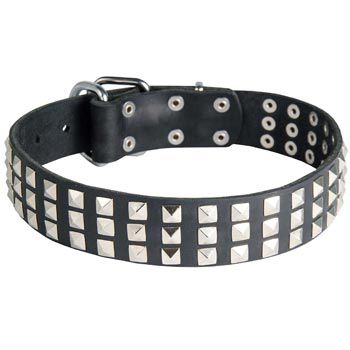 Studded Black Russian Terrier Collar