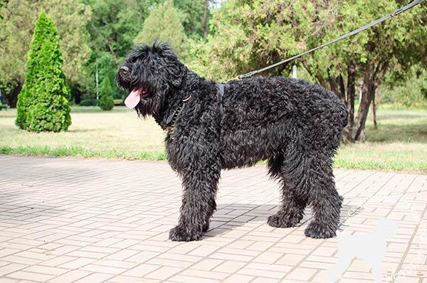 Non-restrictive Black Russian Terrier leather harness