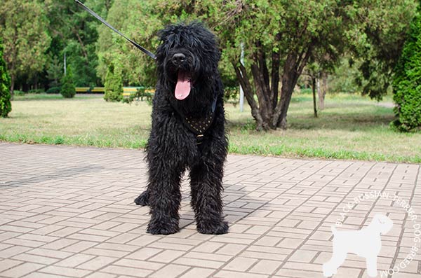 Black Russian Terrier leather harness with padded chest plate with spikes for walking
