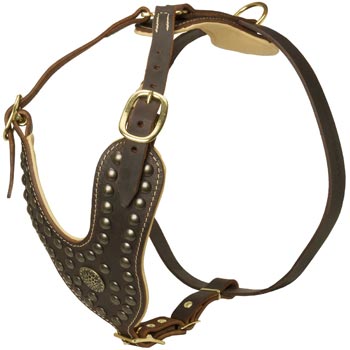 Walking Dog Gear for Black Russian Terrier
