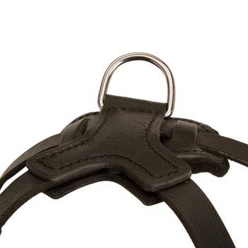 D-ring Attached to Black Russian Terrier Harness