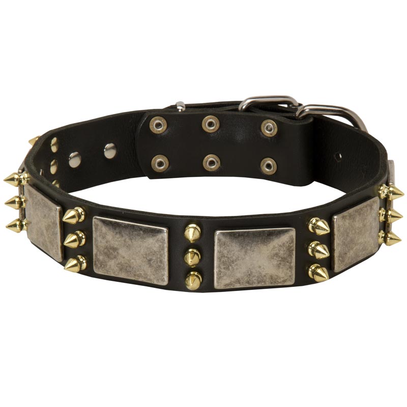 Black Russian Terrier Spiked Leather Collar with Nickel Plates