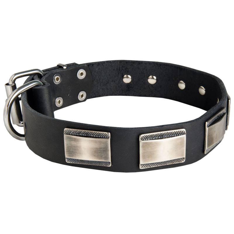 Leather Black Russian Terrier Collar Massive Nickel Plates