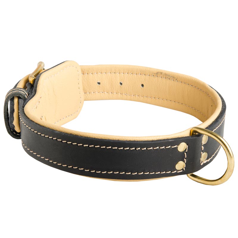 Padded Leather Black Russian Terrier Collar