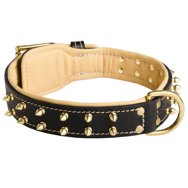Royal Leather Black Russian Terrier Collar Spiked Padded with Nappa Leather