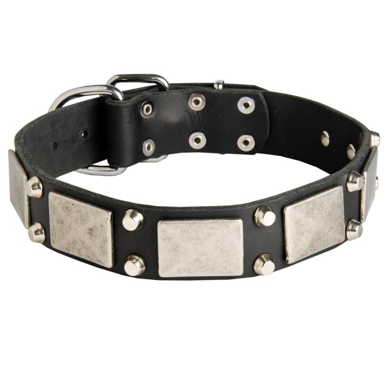 Leather Black Russian Terrier Collar Decorated with Nickel Cones and Plates