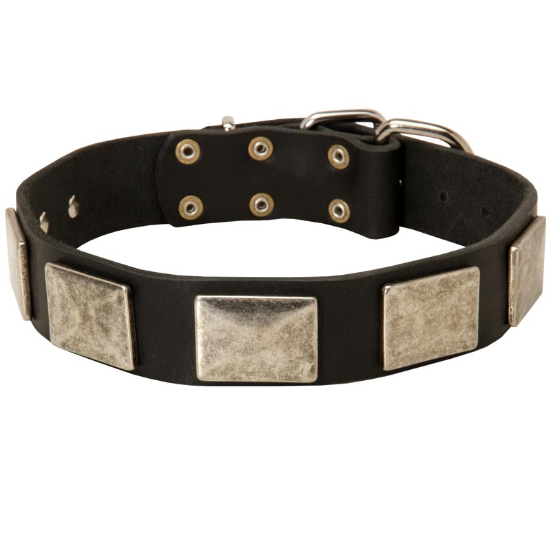 Leather Black Russian Terrier Collar with Large Nickel Plates