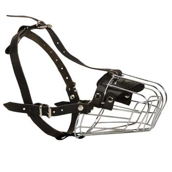 Walking Black Russian Terrier Muzzle